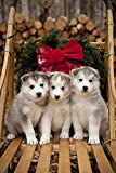 Posterazzi Siberian Husky Puppies In Traditional Wooden Dog Sled With Christmas Wreath Alaska Poster Print, (11 x 17)