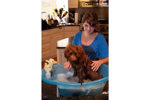 Pet Gear Blue Pup-Tub