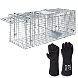 ANT MARCH Live Animal Cage Trap 32''x11.5'x13' Steel Humane Release Rodent Cage with Gloves for Rabbits, Stray Cat, Squirrel, Raccoon, Mole, Gopher, Chicken, Opossum, Skunk, Chipmunks, Groundhog