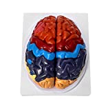 QWORK Life-Size Human Brain Anatomical Model, Color-Coded Partitioned Brain, 2 Parts, Anatomically Accurate Brain Model for Science Classroom Study Display Teaching Medical Model