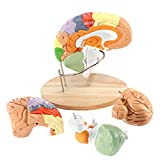 Human Brain Model for Neuroscience Teaching with Labels 2 Times Life Size Anatomy Model for Learning Science Classroom Study Display Medical Model