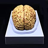 Human Brain Model, Anatomically Accurate Brain Model Life Size Human Brain Anatomy for Science Classroom Study Display Teaching Medical Model