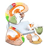 Vision Scientific VAB400 Color-Coded Human Regional Brain - 4 Parts | Approximately 130 Key Structural Features are Identified | 9 Vivid Colors to Identify The Different Brain Functions | W Key Card