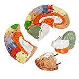 Texinpress Human Brain Model for Neuroscience Teaching 2 Times Vessels Life Size Anatomy Model for Learning Science Classroom Study Display Medical Brain Model Includes Instruction Card
