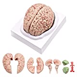 Human Brain Model, Anatomical Accurate Brain Model 8 Parts, Magsoar Life Size Human Brain Anatomy Model with Display Base, for Science Classroom Study & Medical Teaching Display (No Digital Marked)