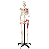 Axis Scientific Flexible Skeleton Anatomical Model, Painted and Numbered Life-Size Skeleton with Flexible Spine, Muscle Insertion and Origin Points, Includes Base, Dust Cover and 3 Year Warranty