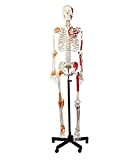 Wellden Product Anatomical Human Muscular Skeleton Model, w/Ligament, Numbered, Life Size 170cm