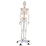 Giantex 70.8' Life Size Skeleton Model, with Roller Stand, 2 Casters with Brake, Removable Parts, Anatomical Poster and Dust Cover, Human Skeleton Model for Anatomy