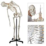 Axis Scientific Flexible Life-Size Skeleton Anatomical Model – Bundle Containing 5' 6' Anatomically Correct Skeleton, 206 Bones, Interactive Medical Replica – Includes Adjustable Rolling Stand, Dust Cover and 3 Year Warranty