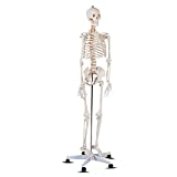 Giantex B010L18XEW Life Size 70.8' Human Anatomical Anatomy Skeleton Medical Model + Stand