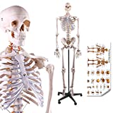 LYOU Human Skeleton Model, Medical Anatomical Skeleton Life Size 70.8 in with Rolling Stand for Anatomy Teaching and Studying, Colorful Poster Includes