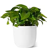 POTEY Ceramic Indoor Planters - White Modern Decorative Plant Pots - Excellent for Indoor Plants with Drainage Hole, 7 Inch