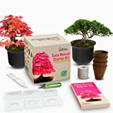 Grow Your Own Bonsai kit | Tree Plants & Seeds | Crafts Hobby Kits | Easily Grow 4 Types of Bonsai Trees with Our Complete Beginner Friendly Kit | Christmas Gift ideas For Plant Lovers