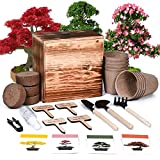 Bonsai Tree Kit, 4 Bonsai Tree Seeds with Complete Growing Kit & Wooden Planter Box, Indoor Live Plant Bonsai Tree Starter Kit, Great Potted Plants Growing DIY Gift for Adults