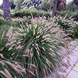 Outsidepride Chinese Fountain Ornamental Grass Seed - 100 Seeds